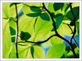 Environment Policies